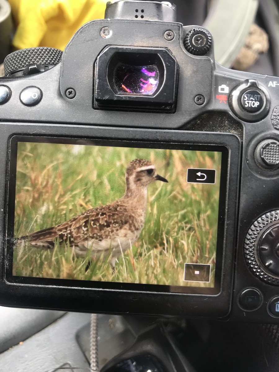 American Golden-Plover - ML432528931