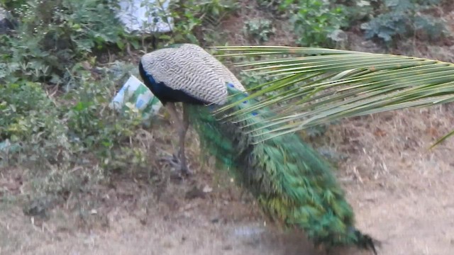 Indian Peafowl - ML432528951