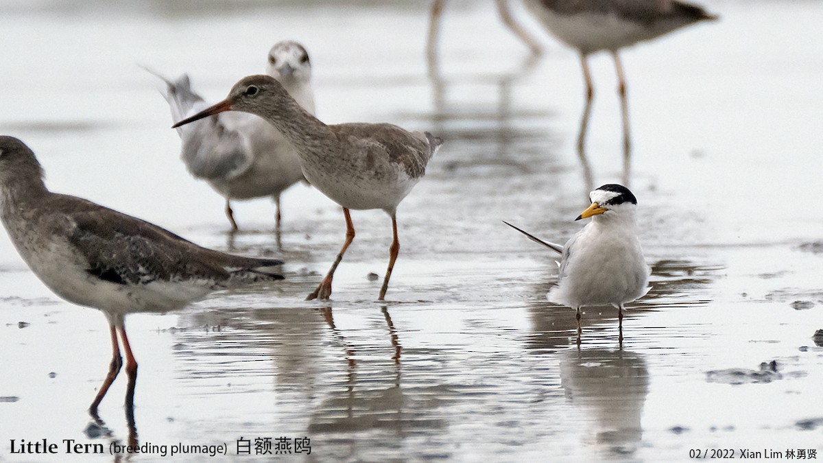 Little Tern - ML432529561