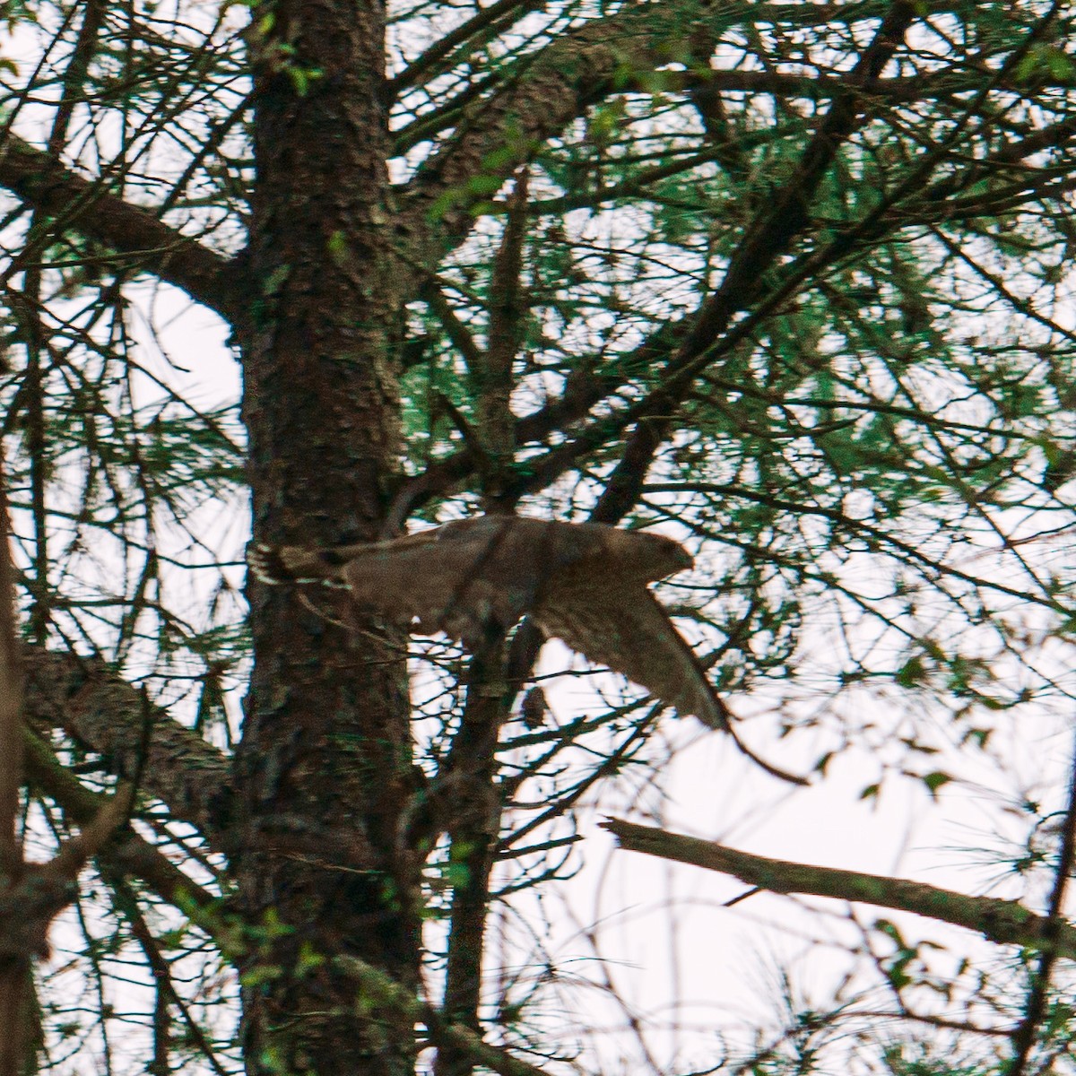 Cooper's Hawk - ML432530361