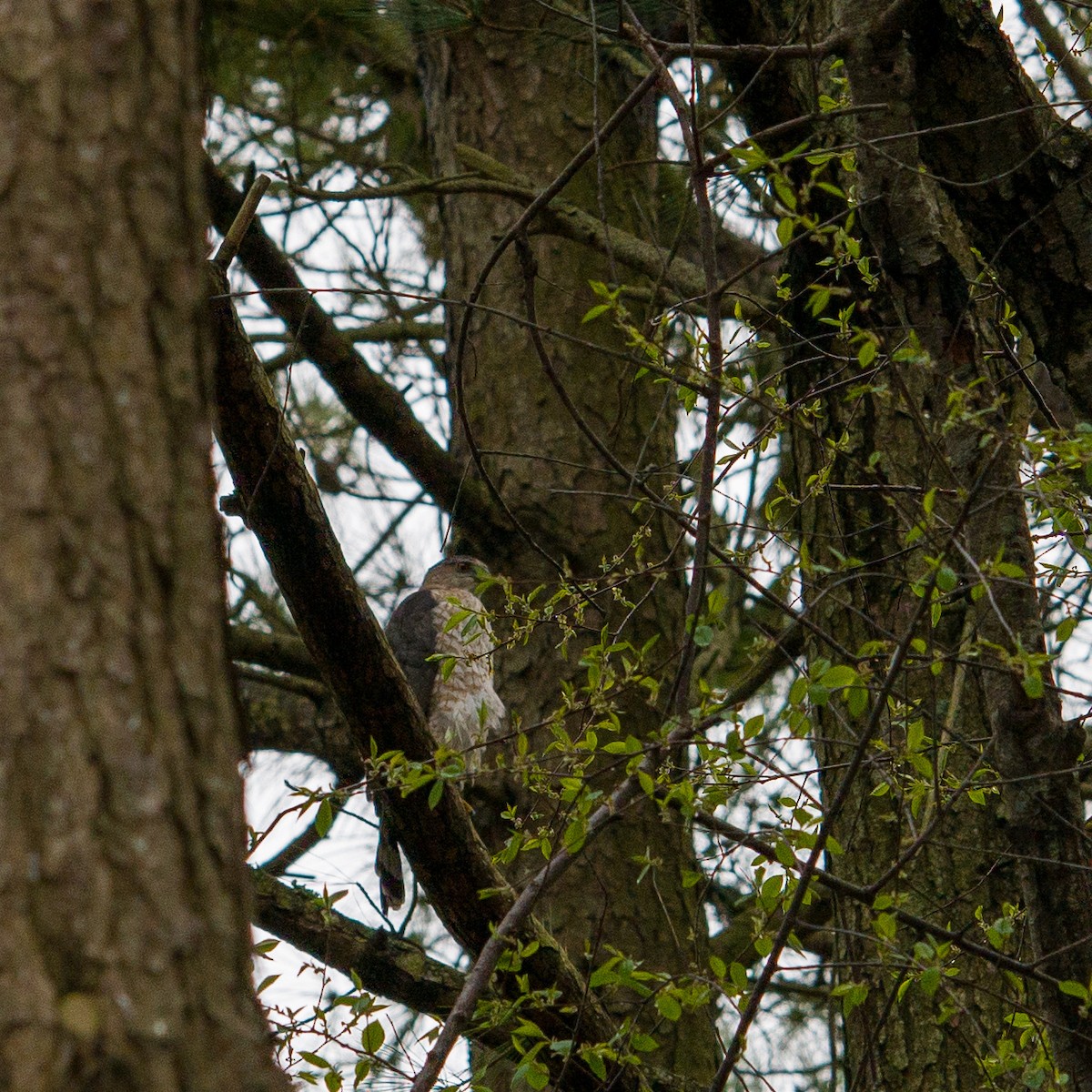 Cooper's Hawk - ML432530371