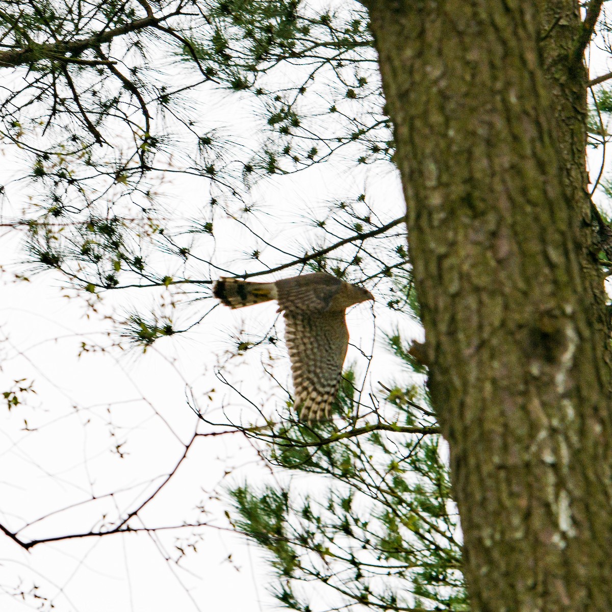 Cooper's Hawk - ML432530391