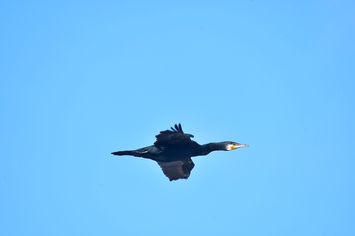 Great Cormorant - ML432531021