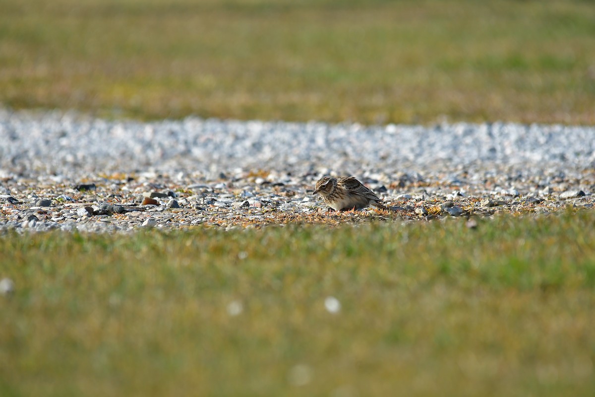 Eurasian Skylark - ML432531111