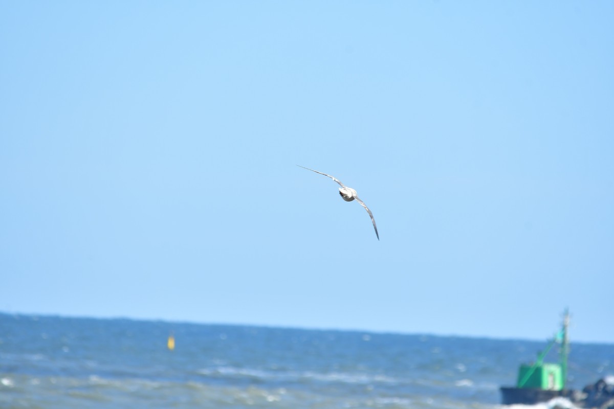 Northern Fulmar - ML432531241