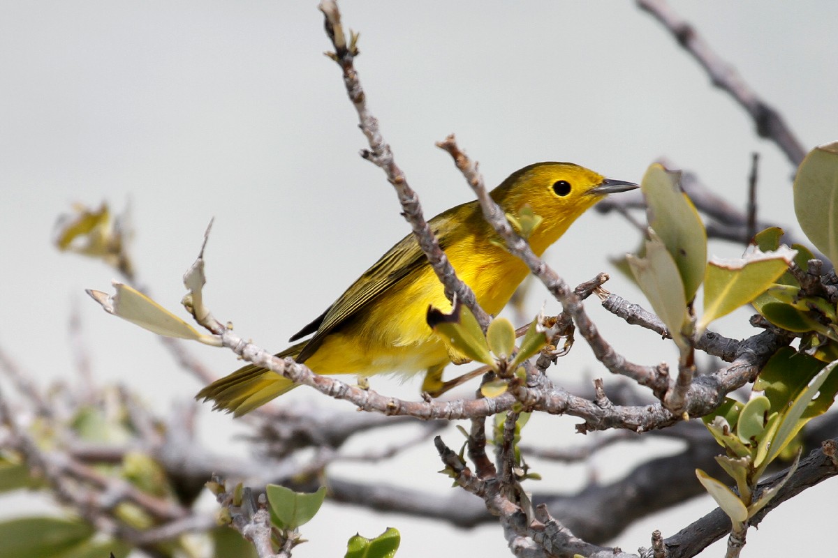 Paruline jaune - ML432531851