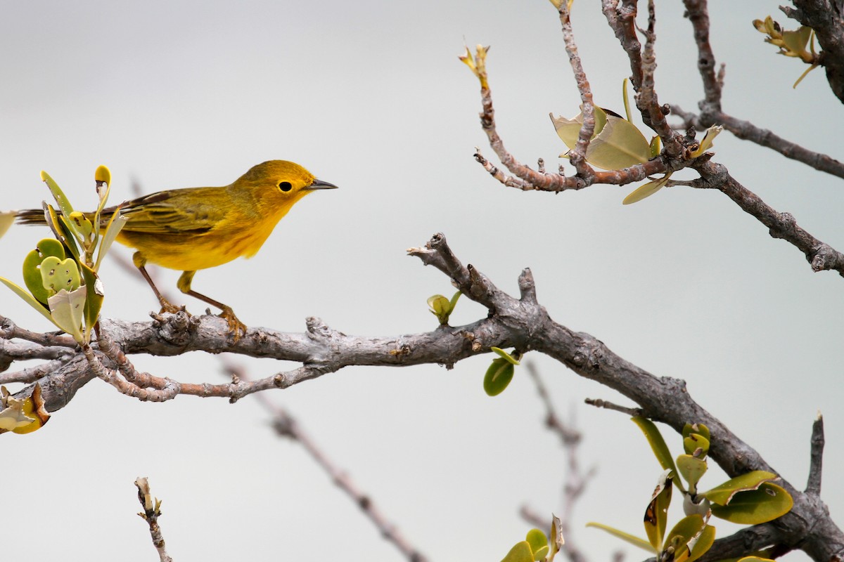 Yellow Warbler - ML432531891