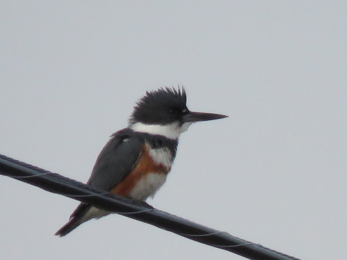 Belted Kingfisher - ML432532311