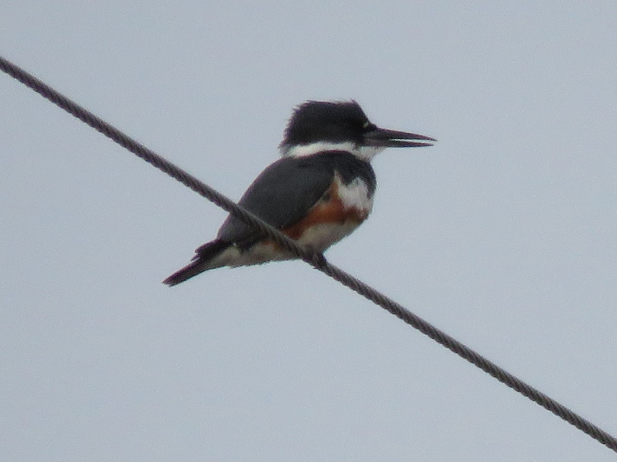 Belted Kingfisher - ML432532321