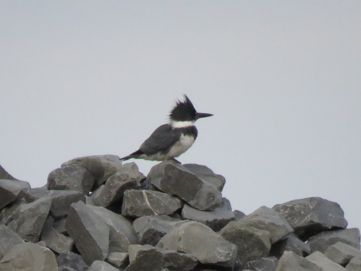 Belted Kingfisher - Robin Booth