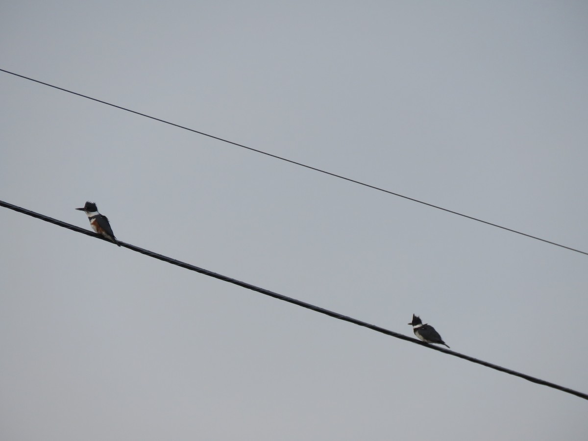 Belted Kingfisher - ML432532371