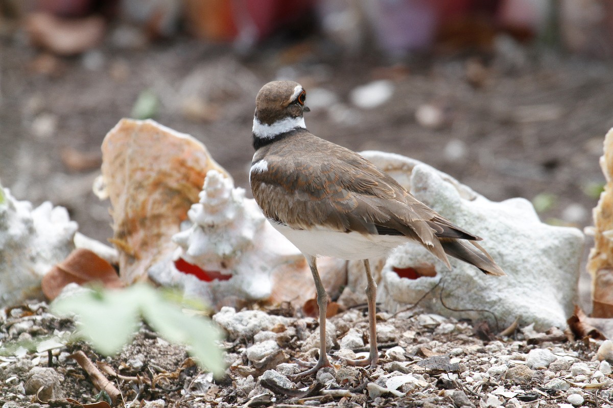 Killdeer - ML432534441