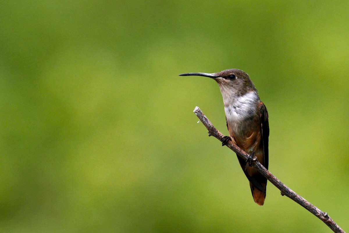 Colibrí de las Bahamas - ML432534451