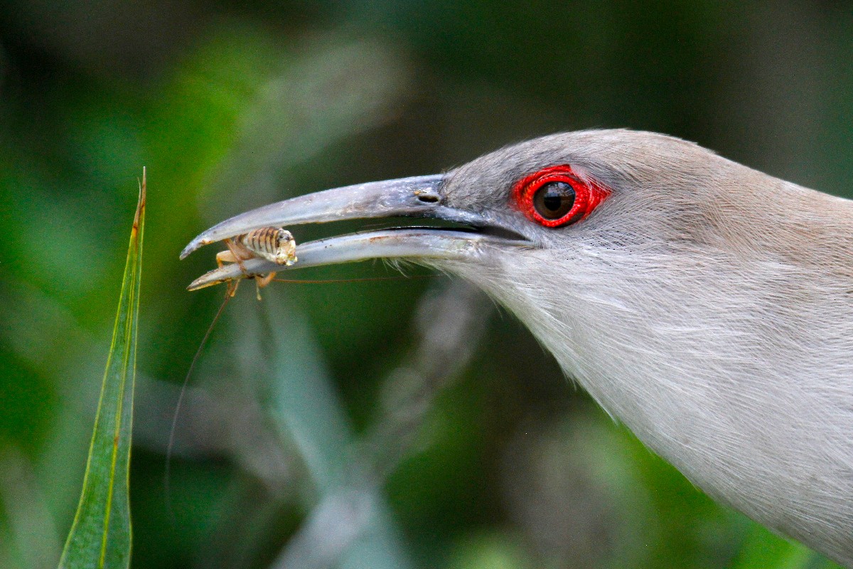 Great Lizard-Cuckoo - ML432534631