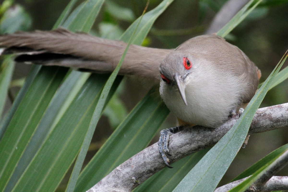 Great Lizard-Cuckoo - ML432534651