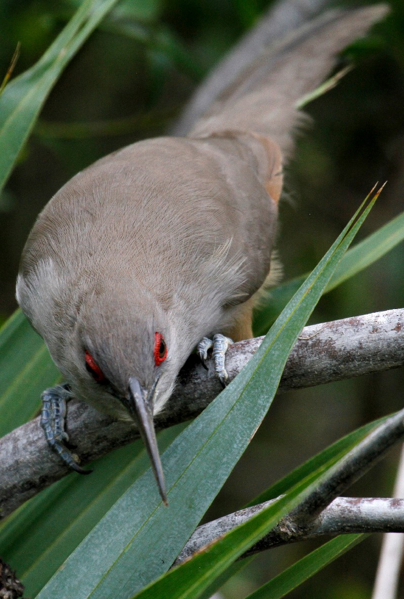 Great Lizard-Cuckoo - ML432534661