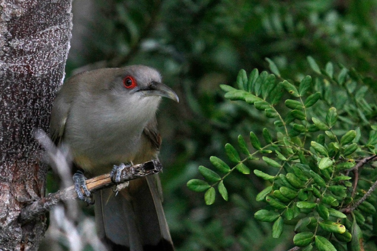 Great Lizard-Cuckoo - ML432534951