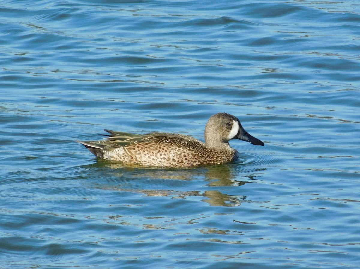 Blue-winged Teal - ML43253731