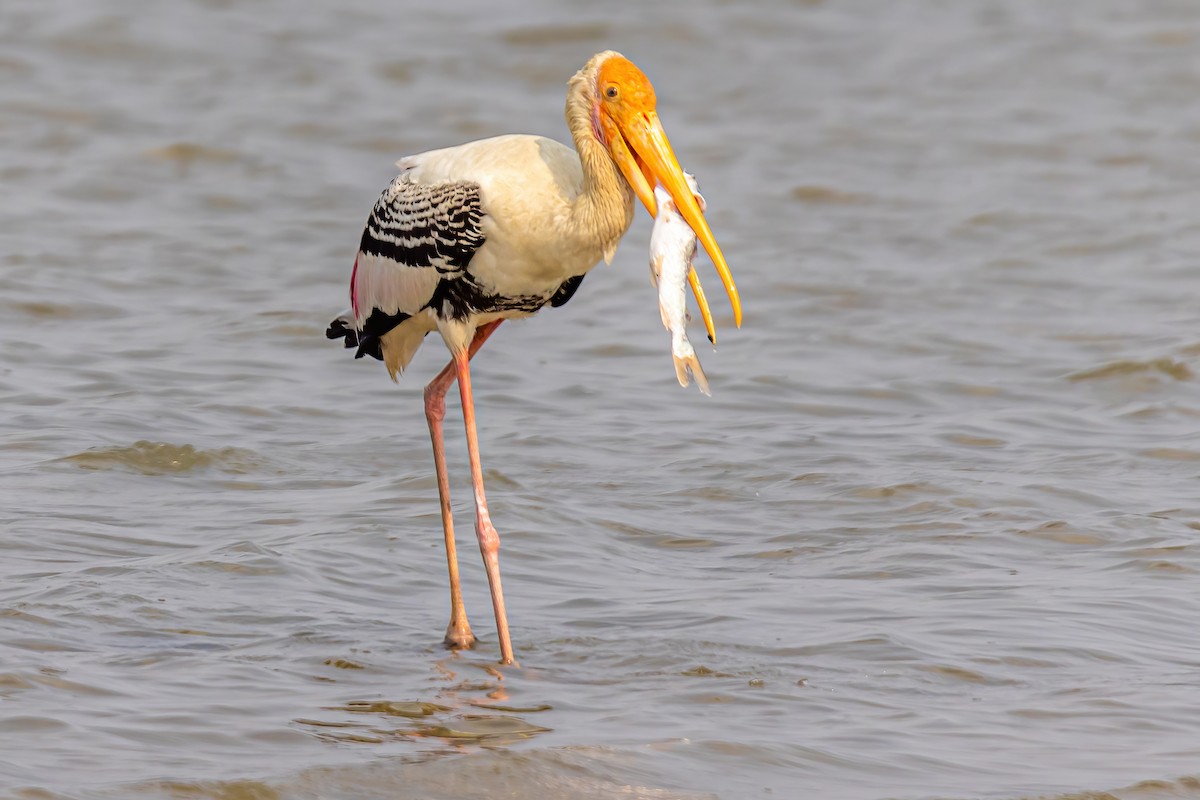 Painted Stork - ML432538811