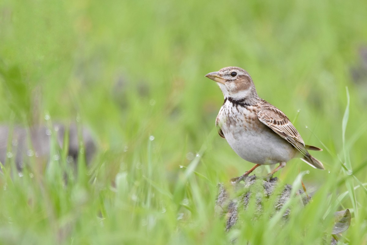 Calandra Lark - ML432542291