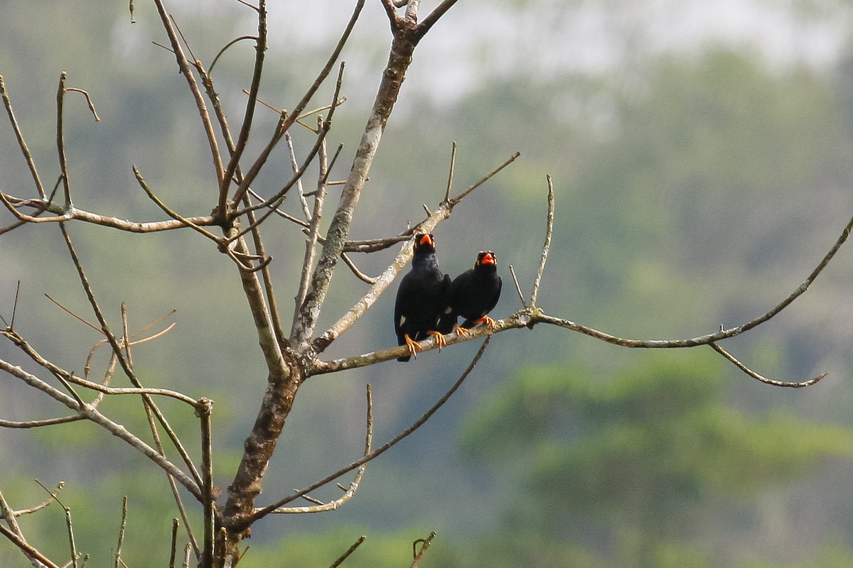 Southern Hill Myna - Peter Kennerley