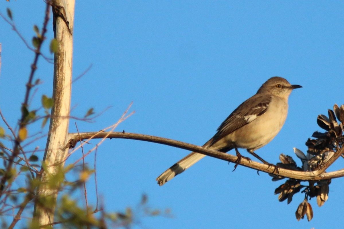 Northern Mockingbird - ML432542951