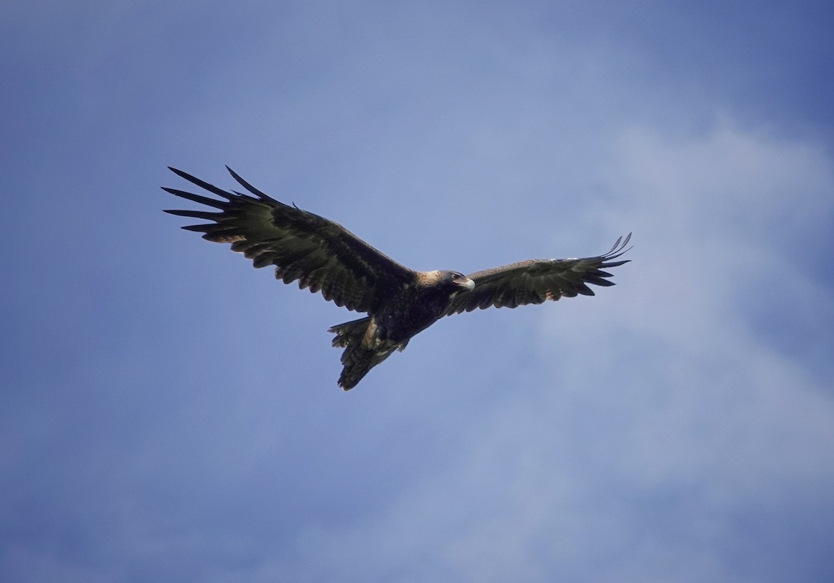 Wedge-tailed Eagle - Kerry Allen
