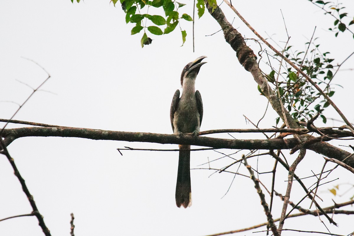 Sri Lanka Gray Hornbill - ML432544101