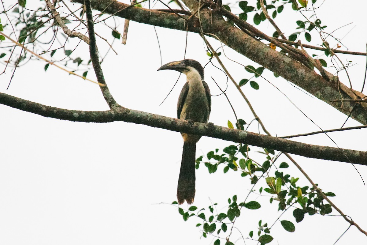 Sri Lanka Gray Hornbill - ML432544111