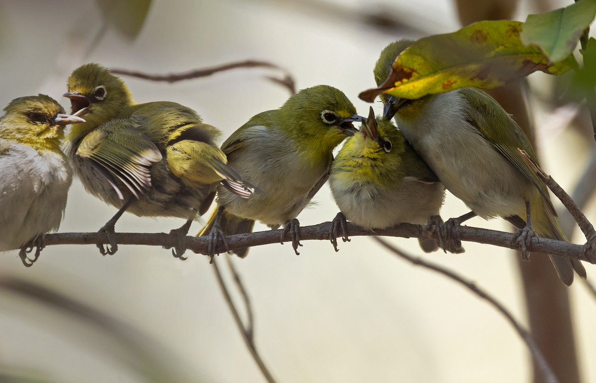 Socotra White-eye - Lars Petersson | My World of Bird Photography