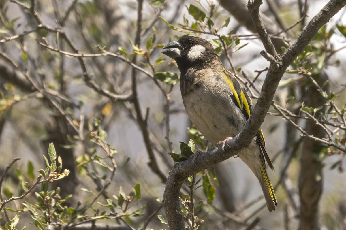 Socotra Grosbeak - Lars Petersson | My World of Bird Photography