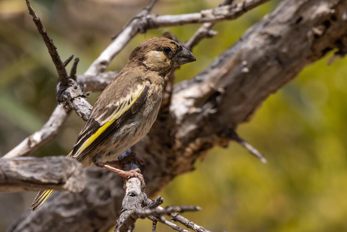 Socotra Grosbeak - Lars Petersson | My World of Bird Photography