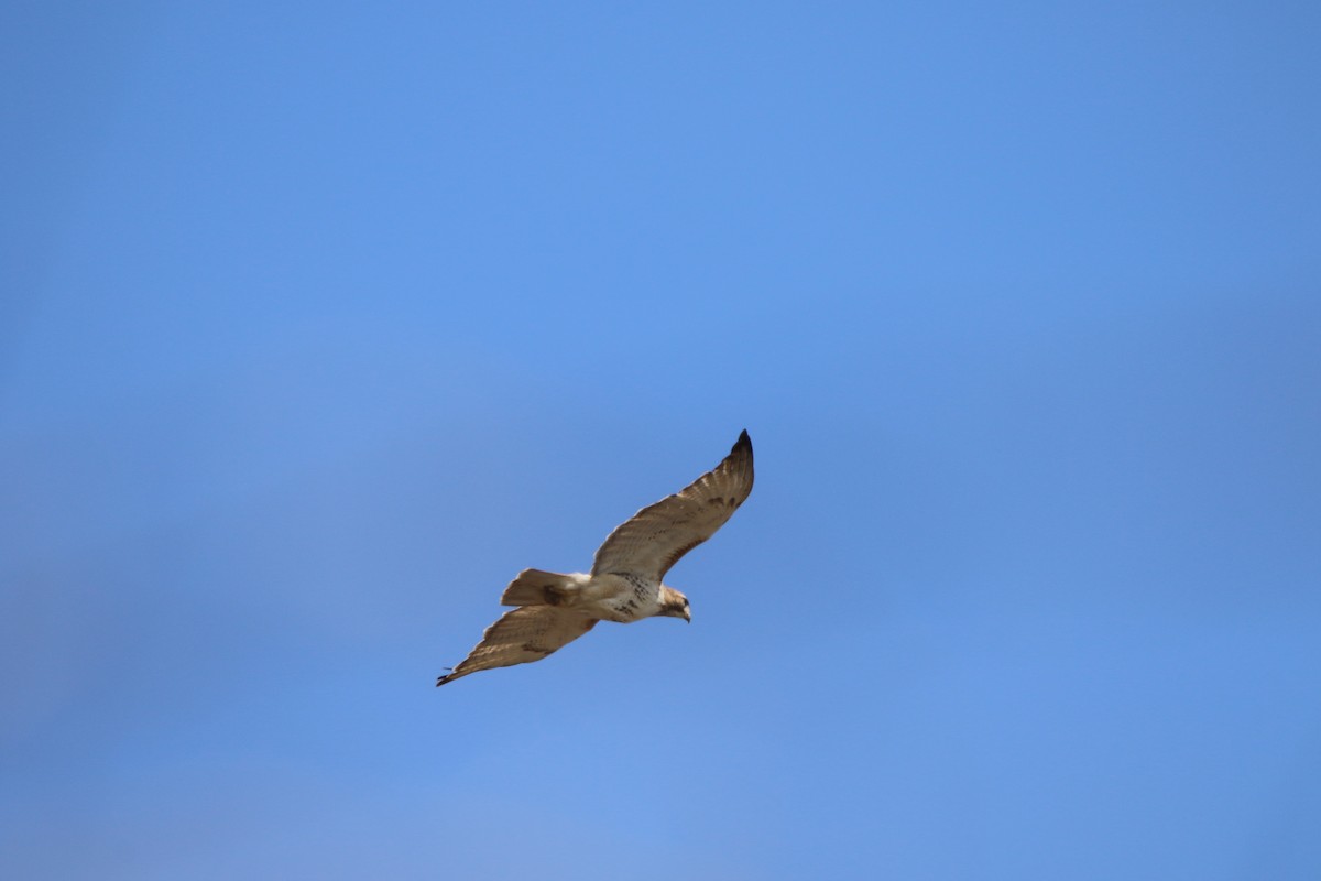 Red-tailed Hawk - ML432545281