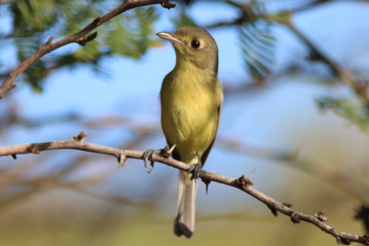 Cuban Vireo - Neil E. Taylor