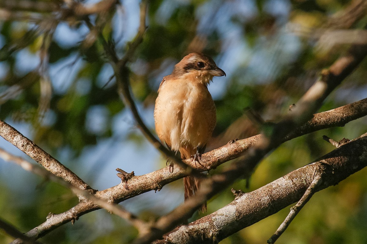 Brown Shrike - ML432546711