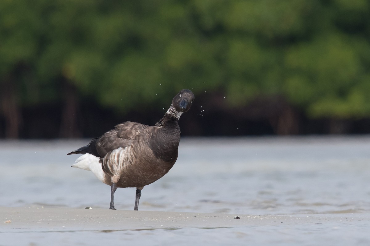 Yosun Kazı (nigricans) - ML43254781