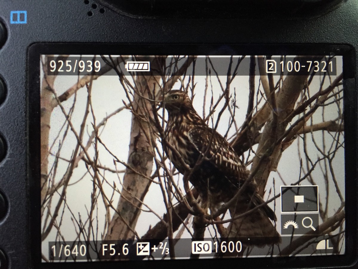 Red-tailed Hawk (calurus/alascensis) - ML43254831