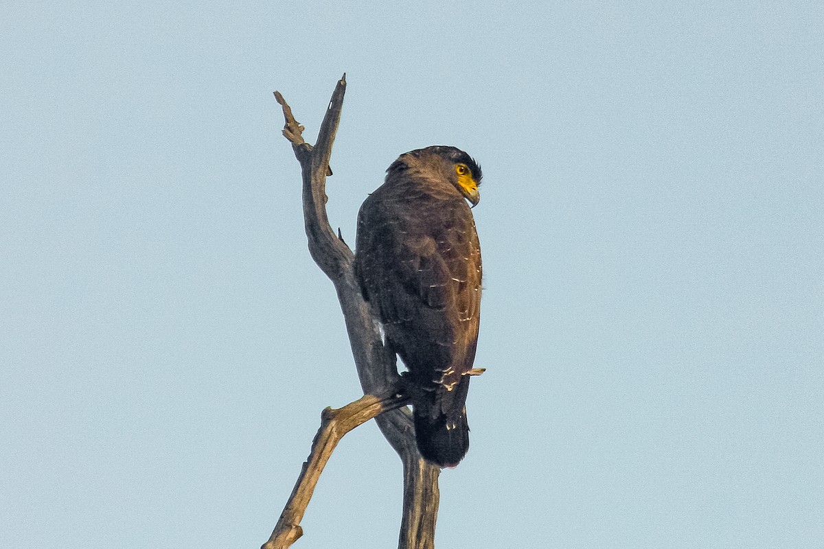 Crested Serpent-Eagle - ML432549021