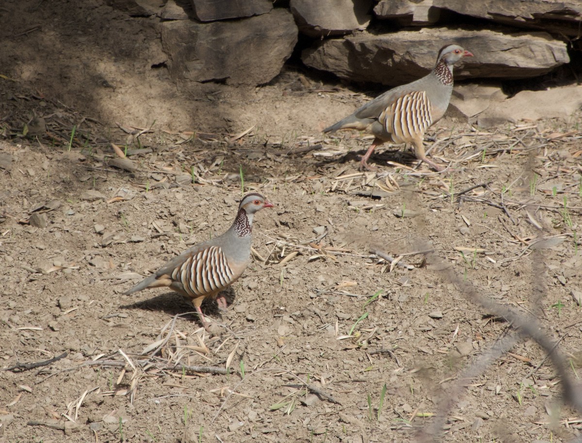 Barbary Partridge - ML432550241