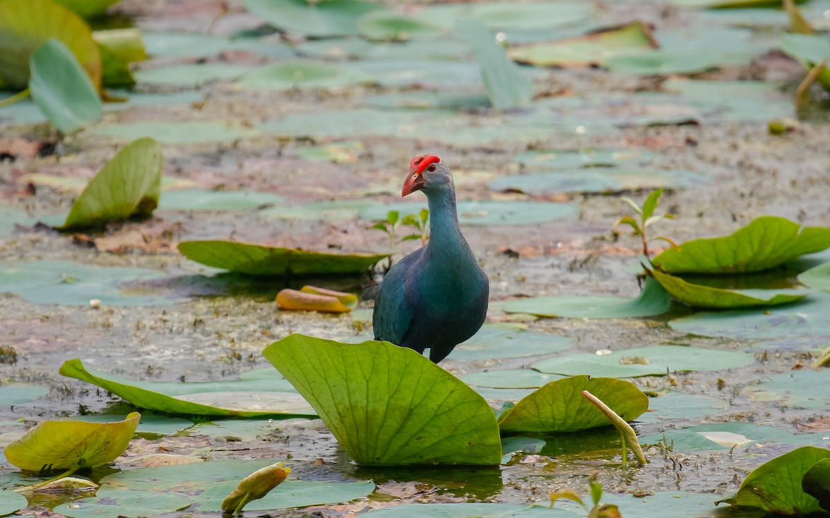 Gray-headed Swamphen - ML432551321