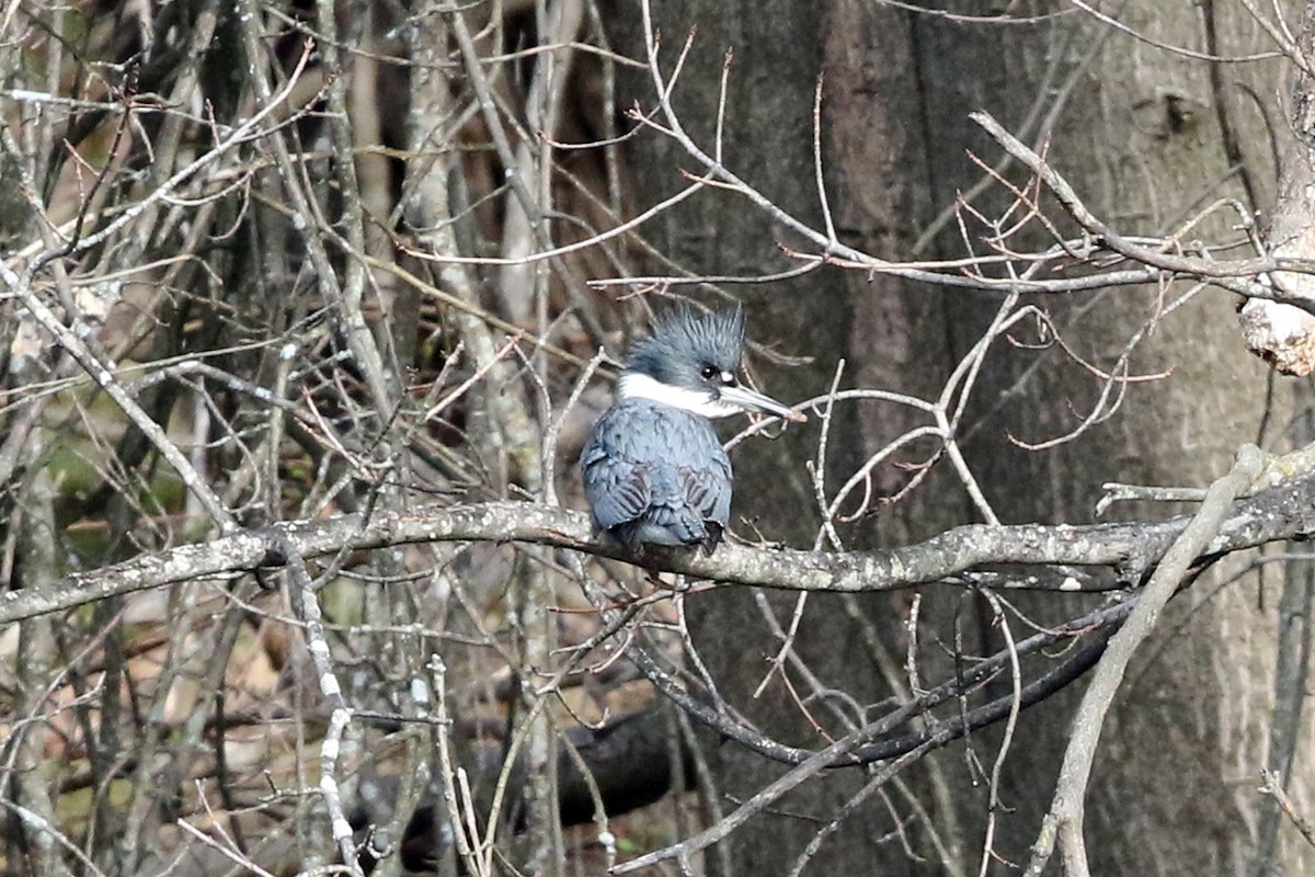 Belted Kingfisher - ML432551411