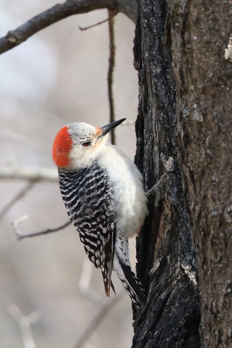 Red-bellied Woodpecker - Carol Stevens