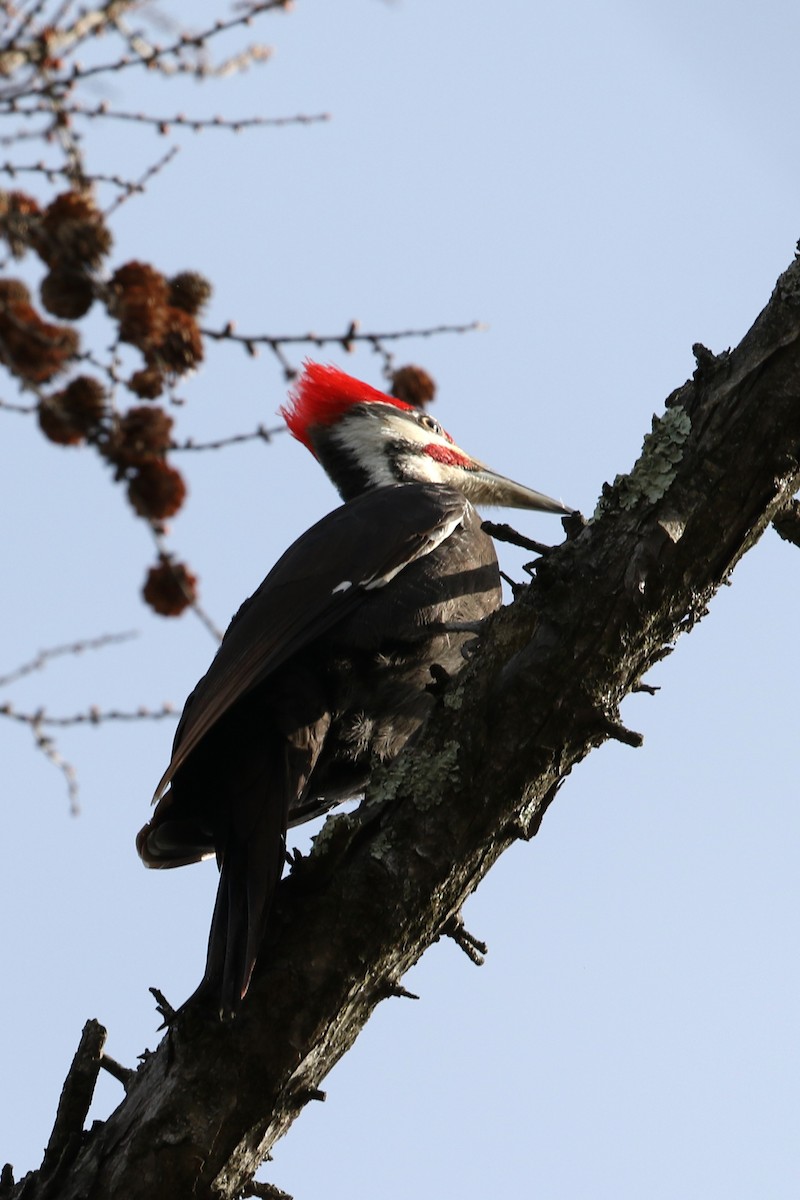 Pileated Woodpecker - ML432551501