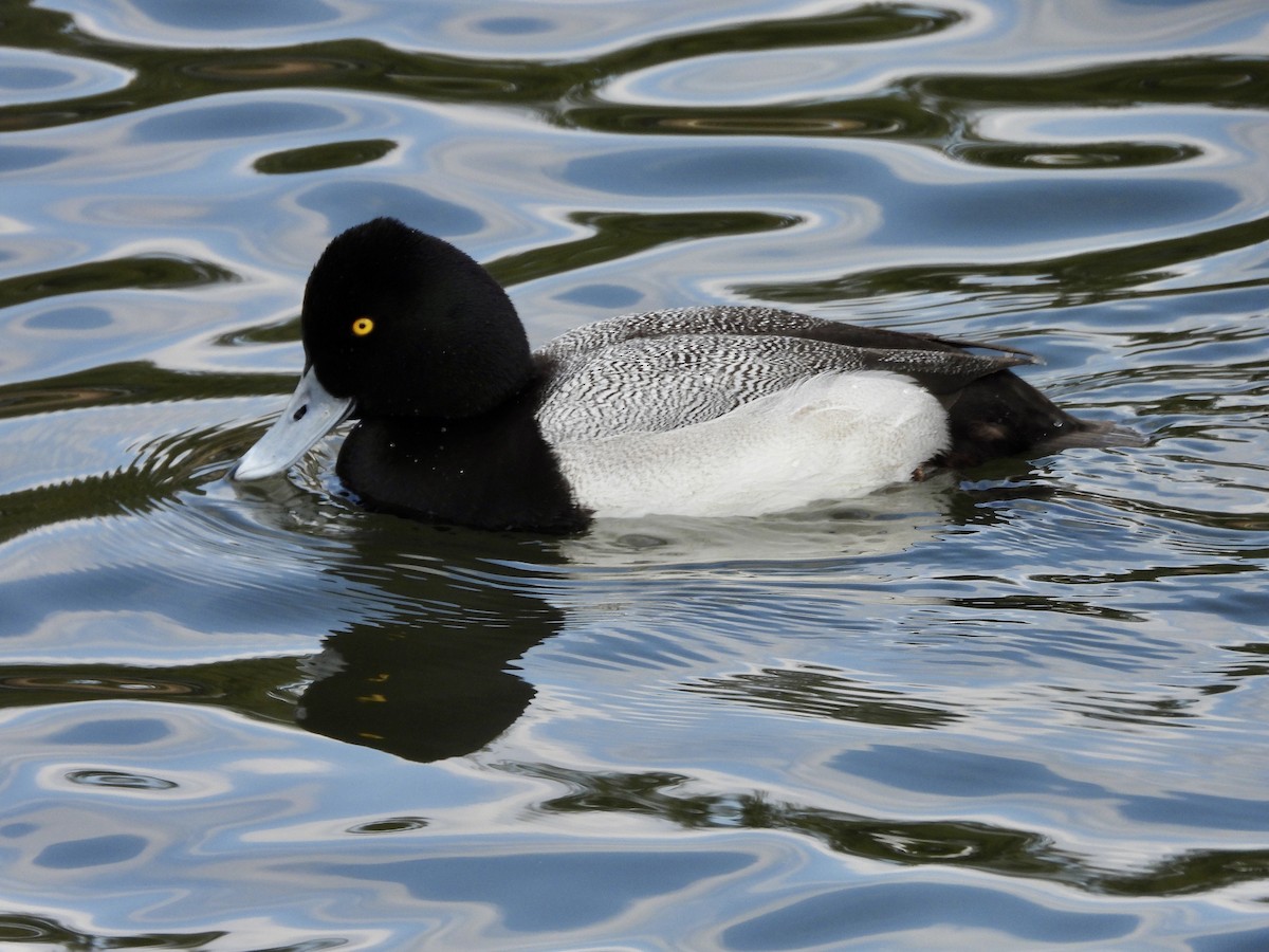 Lesser Scaup - AiLeng Chan