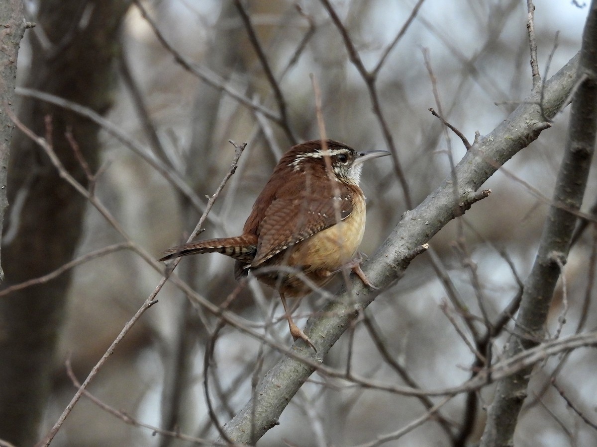 Carolina Wren - ML432554421