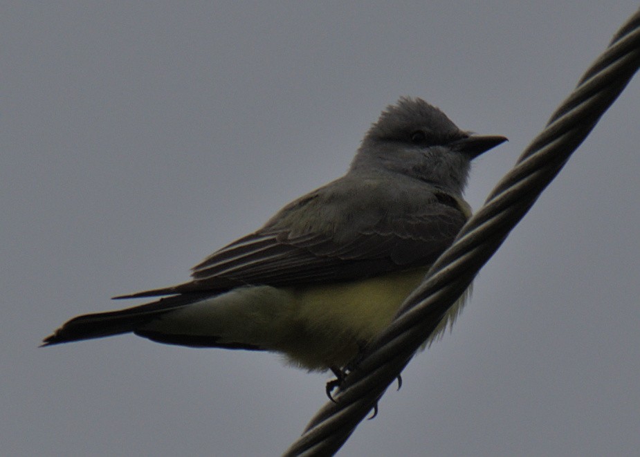 Western Kingbird - Sam Rawlins