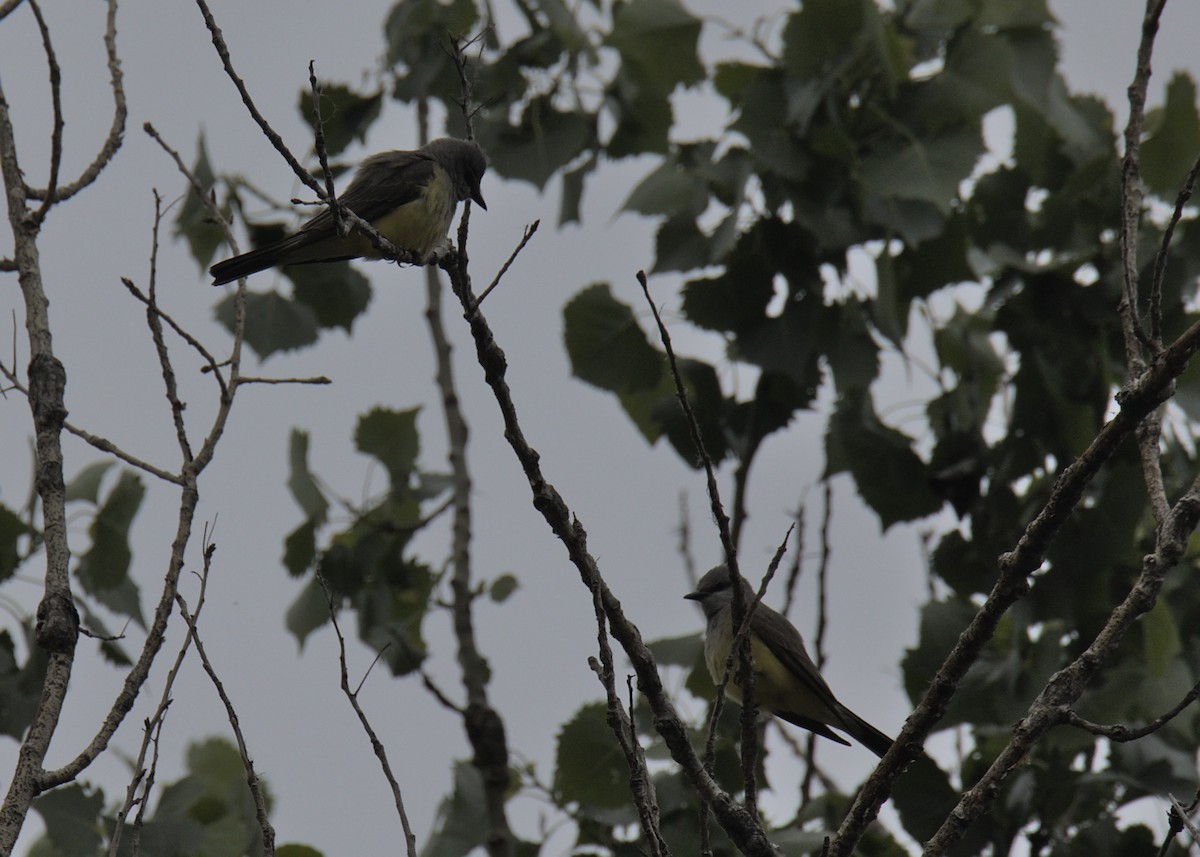 Western Kingbird - Sam Rawlins