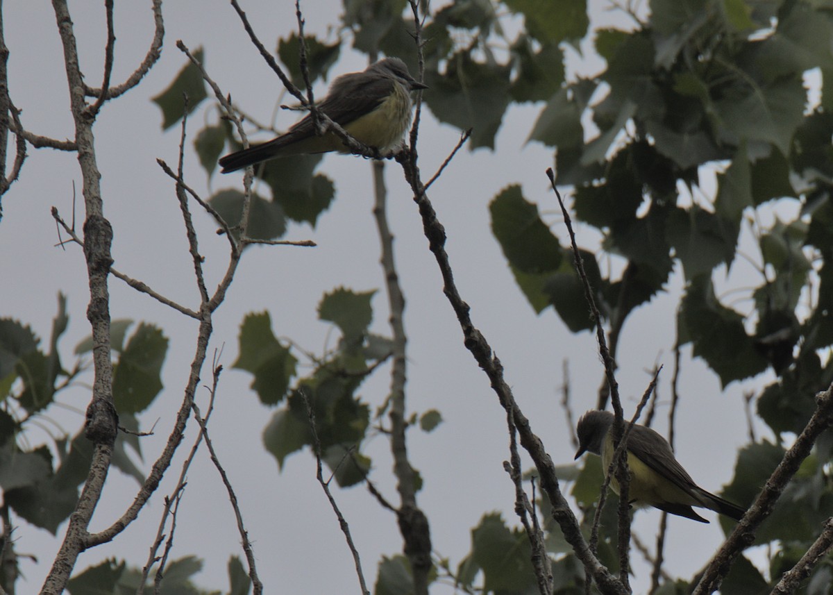 Western Kingbird - ML432555001