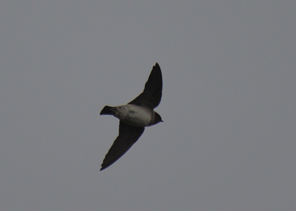 Cliff Swallow - ML432555031