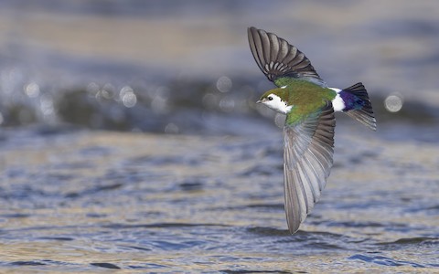 Violet-green Swallow - Tachycineta thalassina - メディア検索